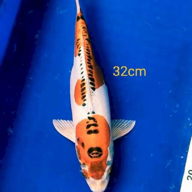Kiko kuryu