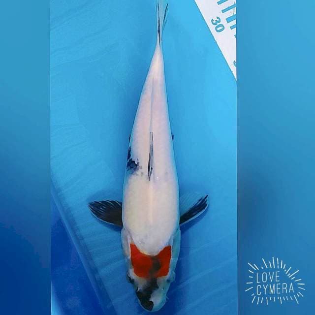 Tc sanke 32cm
