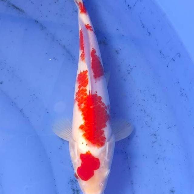 Kohaku Kanoko inazuma 28cm