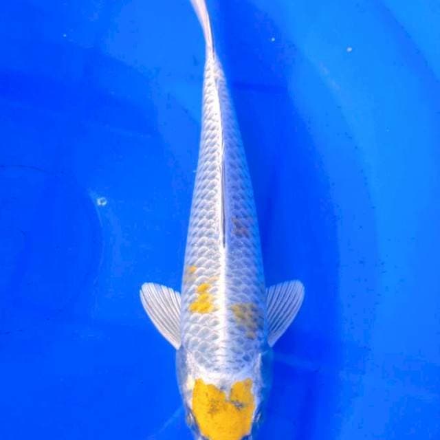Maruten Kogane 30cm