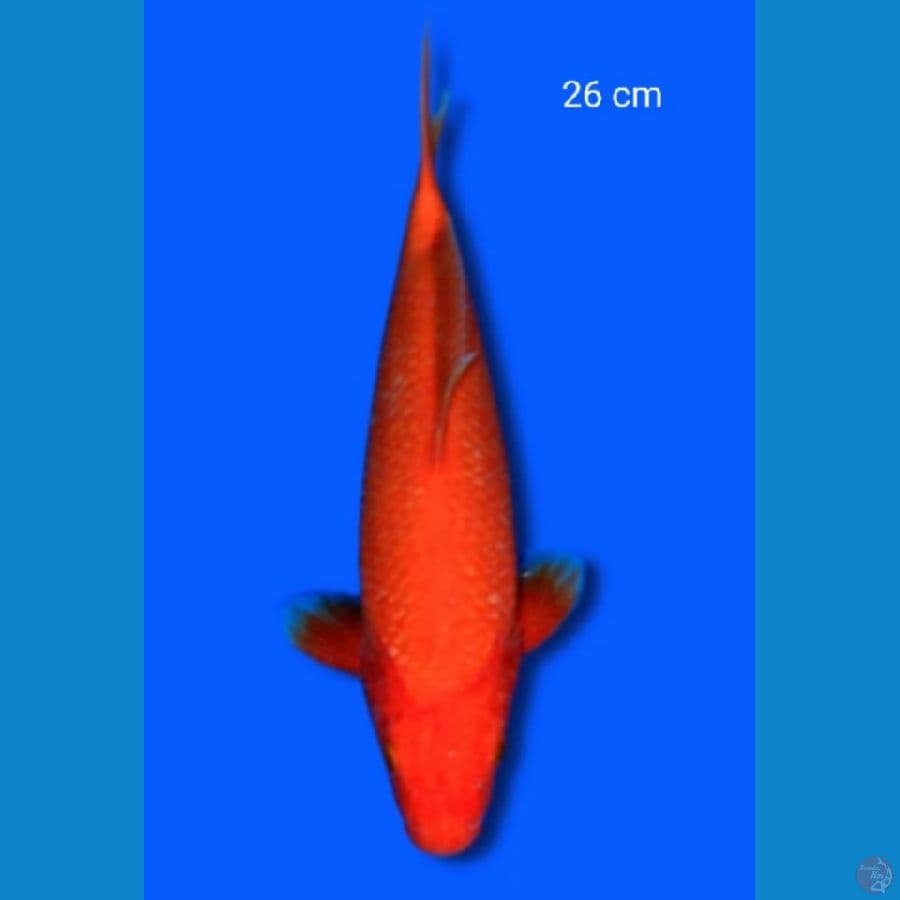 BENIGOI 26 CM