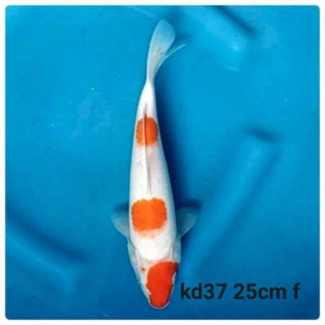 Kohaku f1