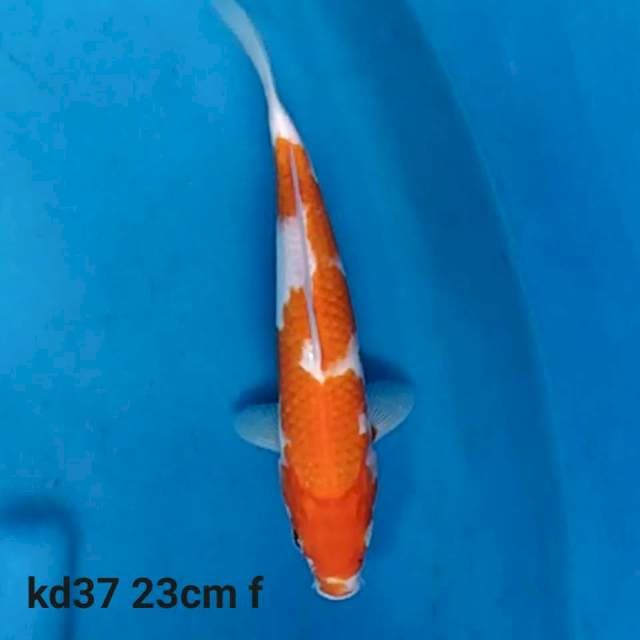 Kohaku f1
