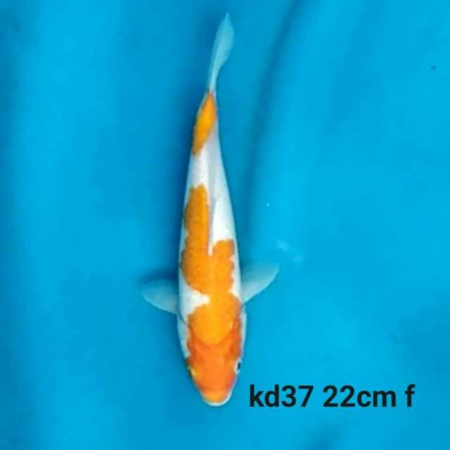 Kohaku f1