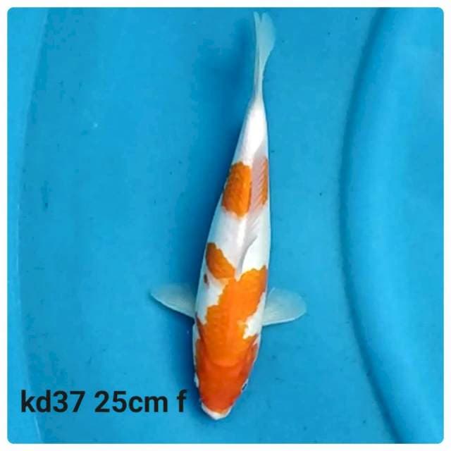 Kohaku f1