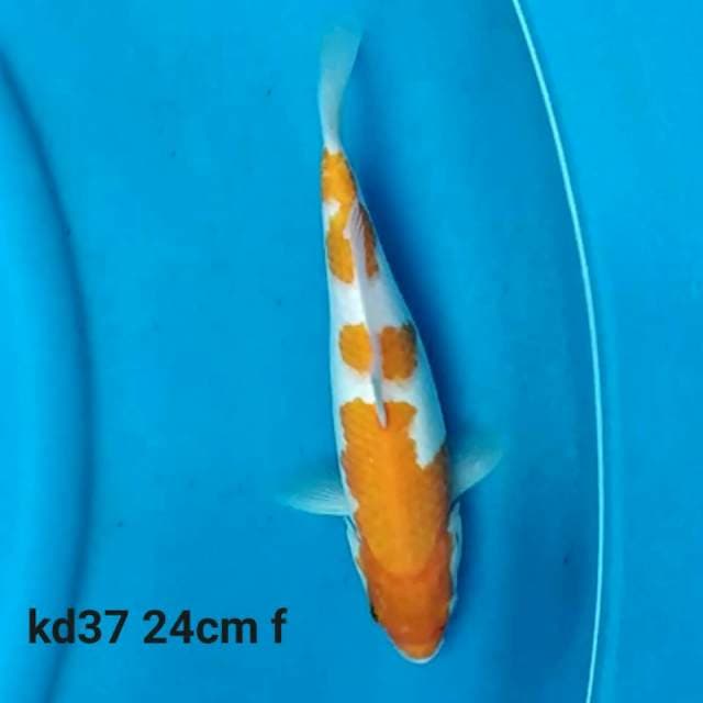 Kohaku f1