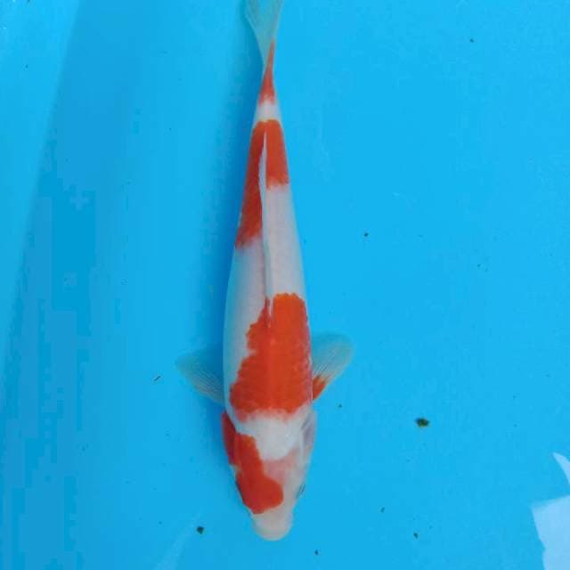 29CM Kohaku red strong