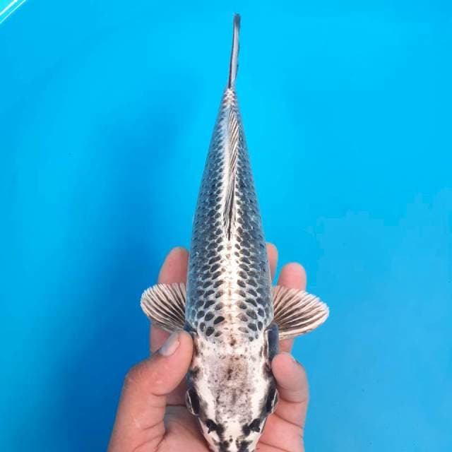Mukasi 30 cm