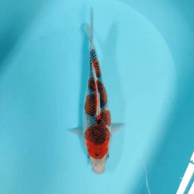 Goshiki 30 cm