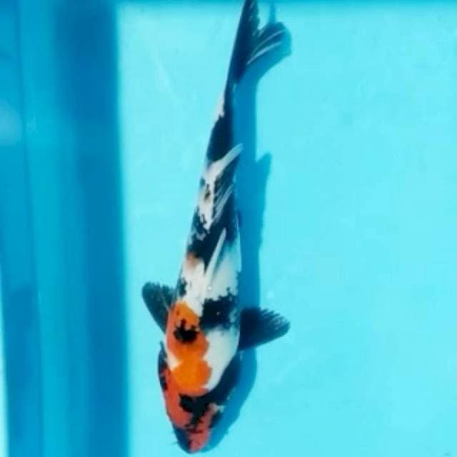 Showa, 26cm