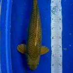 Midori Ginrin Jantan 50cm