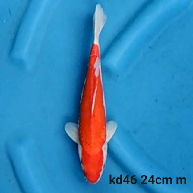 Kohaku
