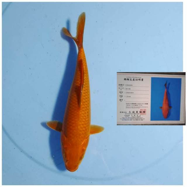 Marusei Chagoi