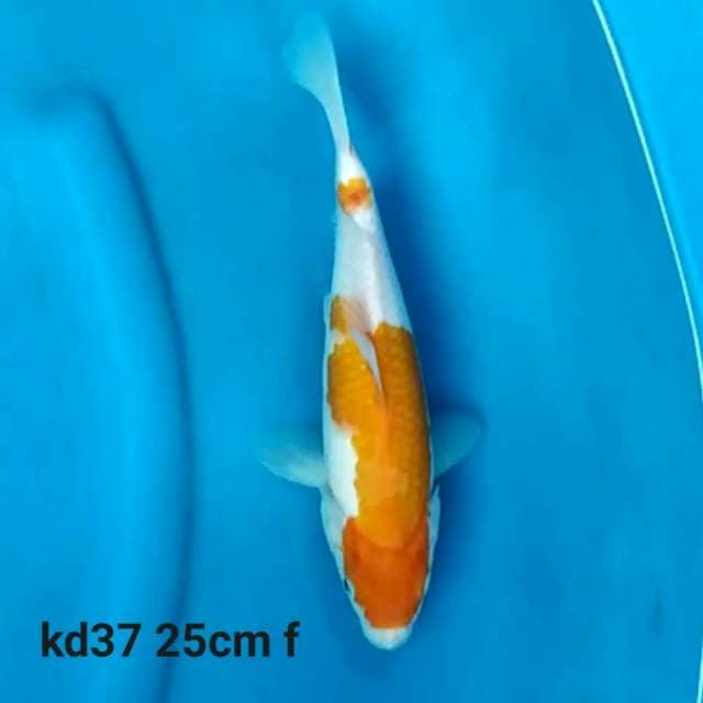 Kohaku f1 