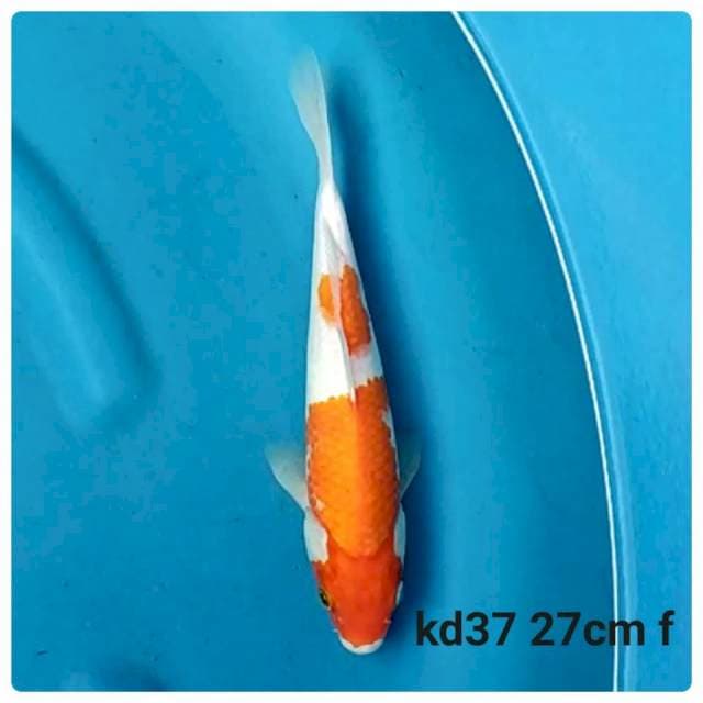 Kohaku f1