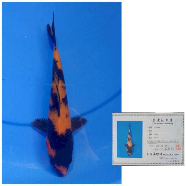 Otsuka Hi Utsuri