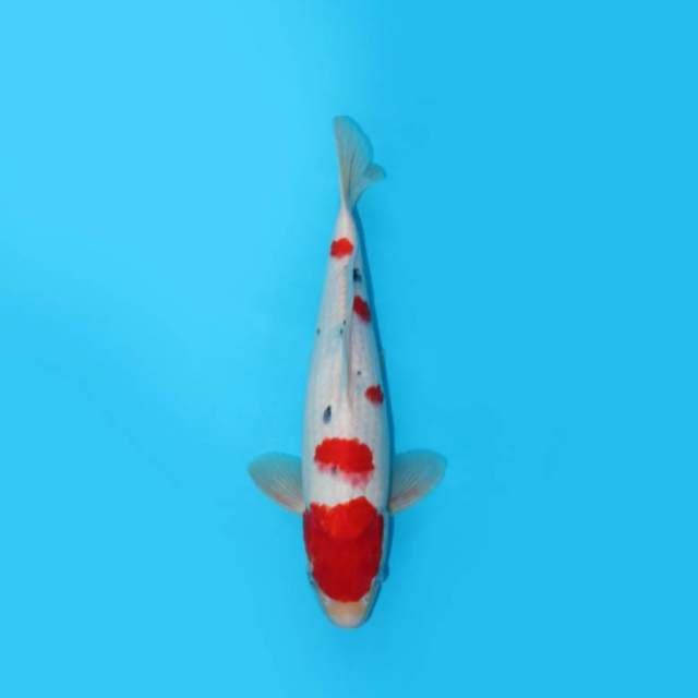 32CM - TATEGOI SANKE