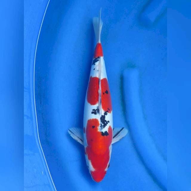 36cm , Red Sanke Doitsu 