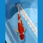 Maruten Kohaku 44cm Jantan 