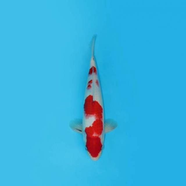 29CM - DEEP BENI