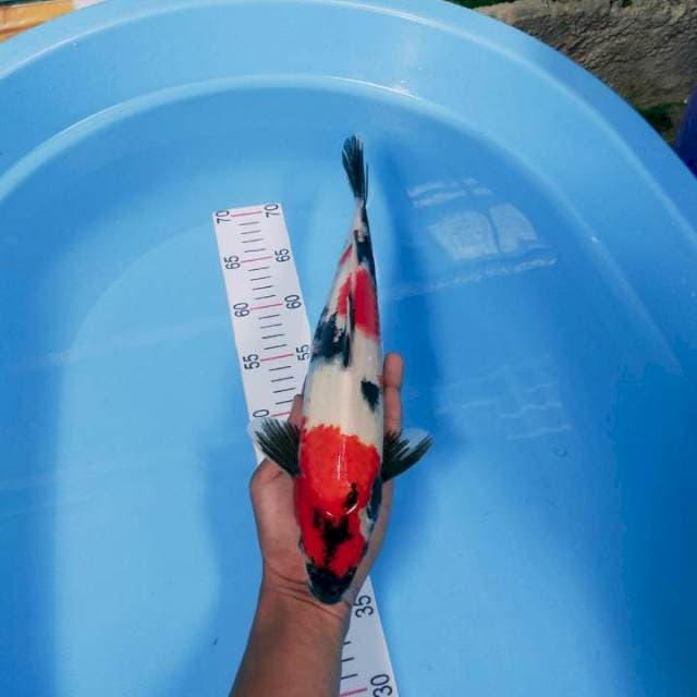 Showa 36 cm