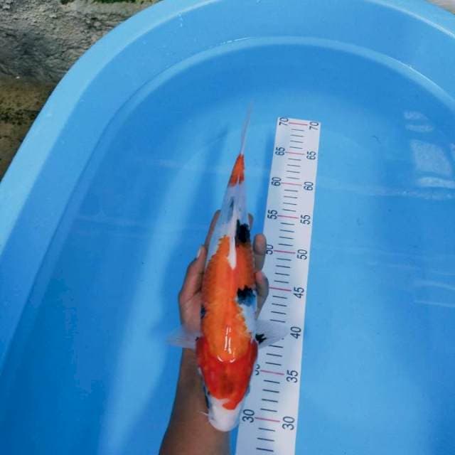 Showa 38 cm 