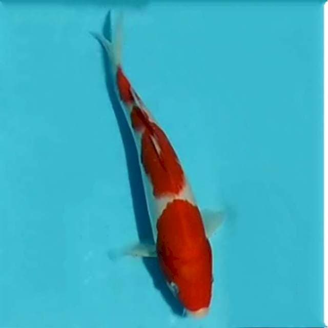 Kohaku, 26cm