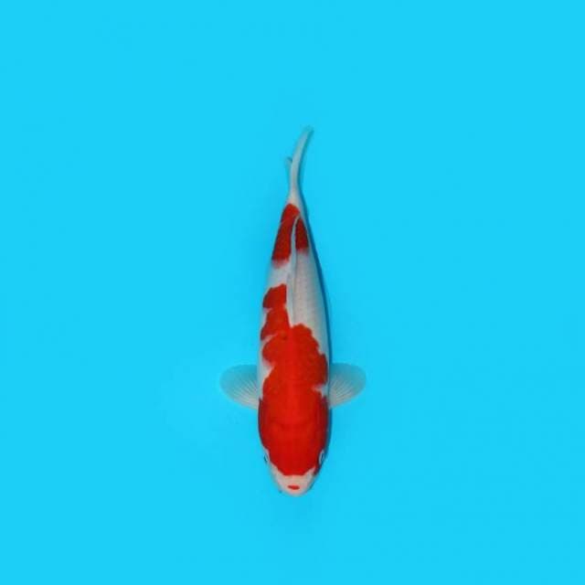 33CM - KUCHIBENI
