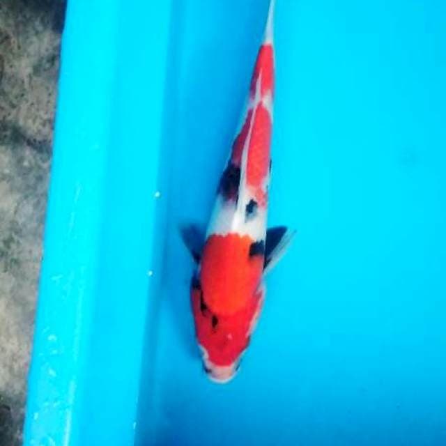 showa 28 cm