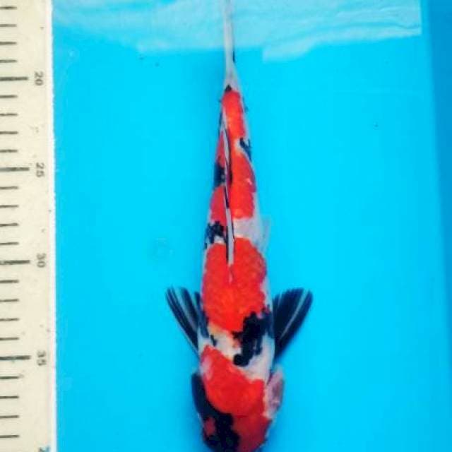 showa 27 cm