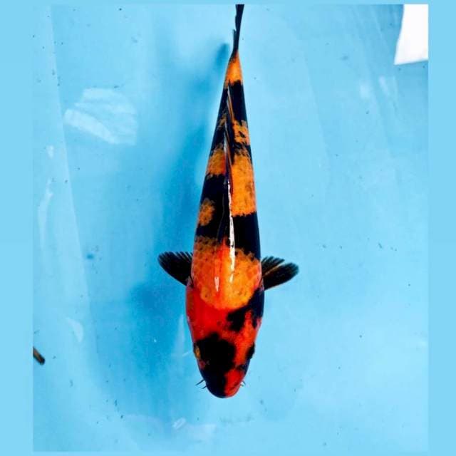 Hi Utsuri, 30 cm