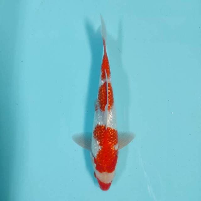 Kohaku Ginrin 28 cm
