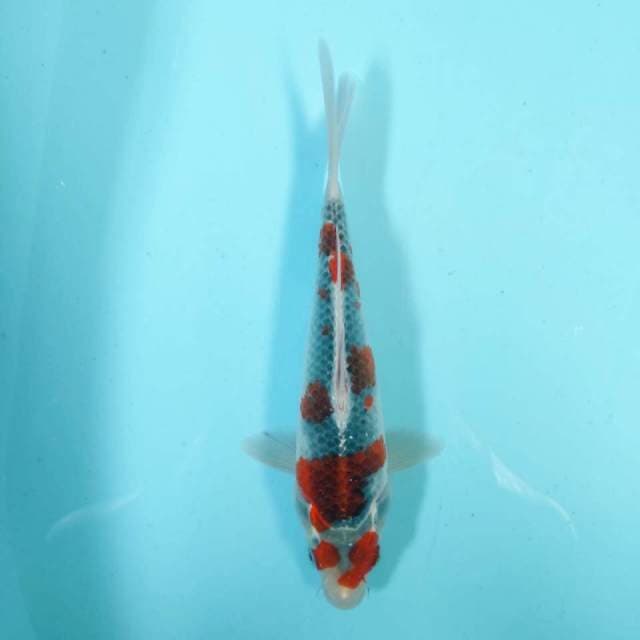 Goshiki 26 cm
