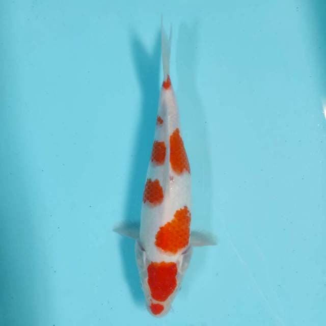 Kohaku 29 cm