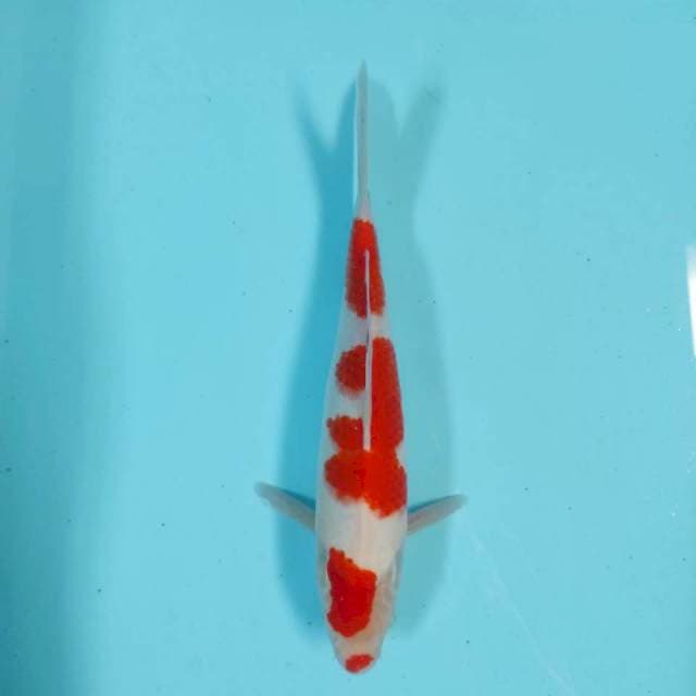 Kohaku 30 cm
