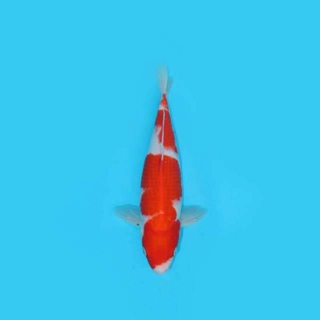 32CM - KOHAKU