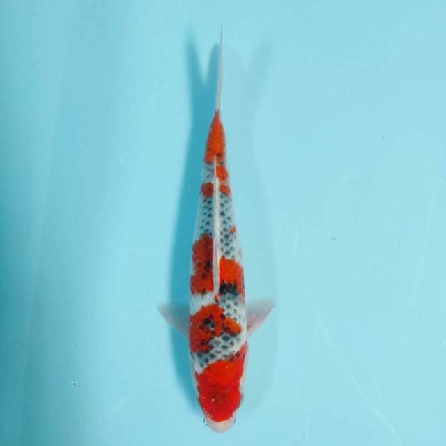 Goshiki 30 cm