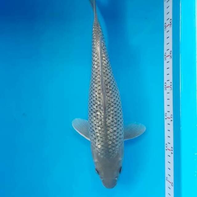 Bahan jumbo 34 cm
