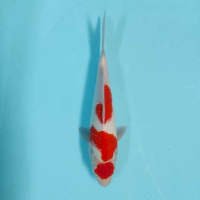 Maruten Kohaku 28 cm