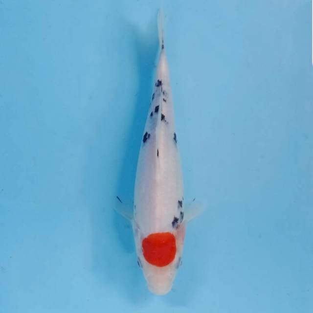 Tancho sanke, 23 cm