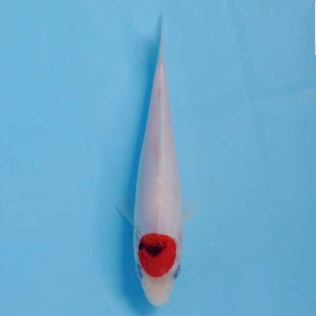 Tancho, 18 cm