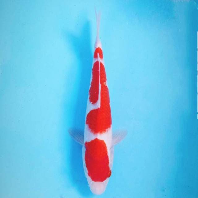 Kohaku, 32 cm