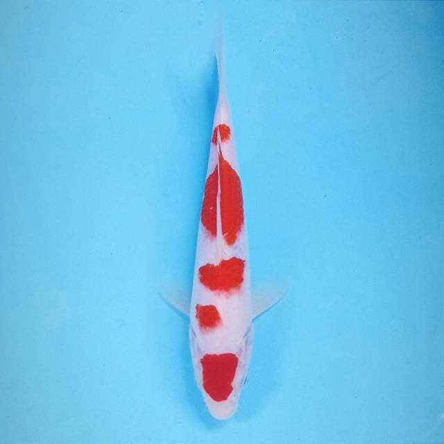 Kohaku, 21 cm