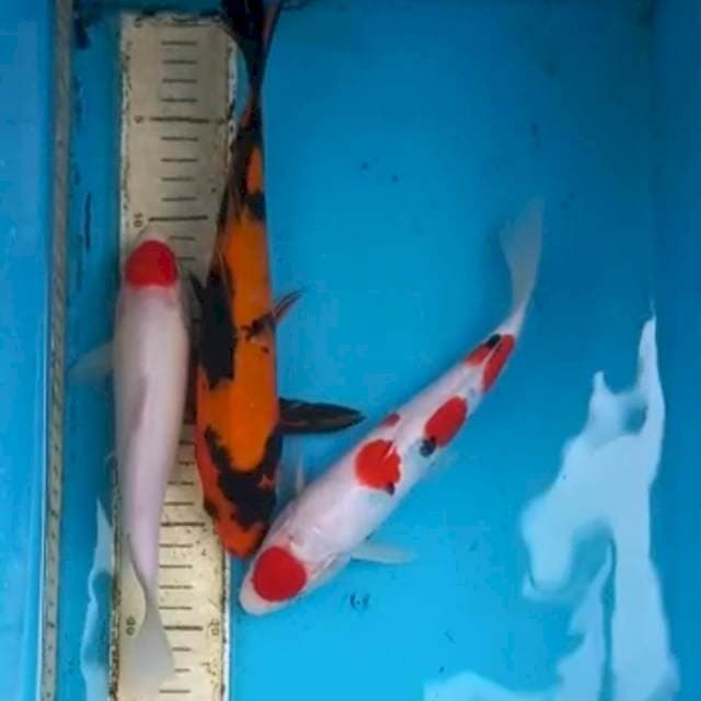 Paket 21-27cm