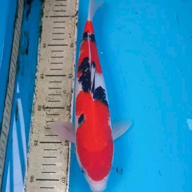 Sanke 30cm Male