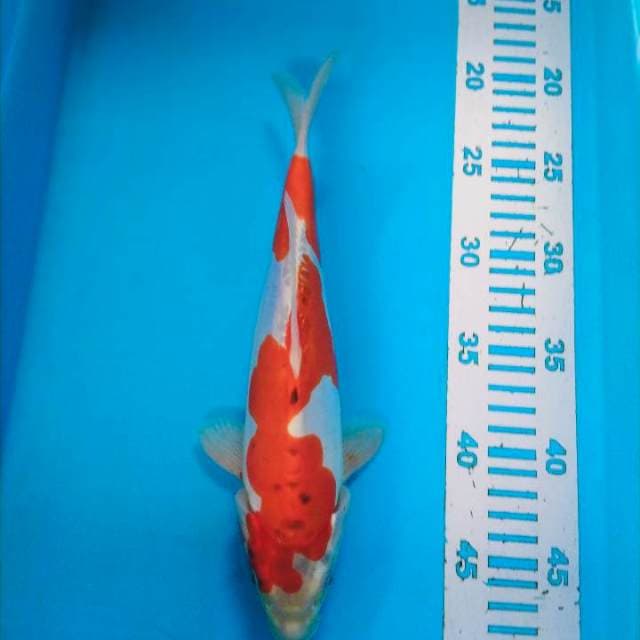 Gosiki doid calon M28