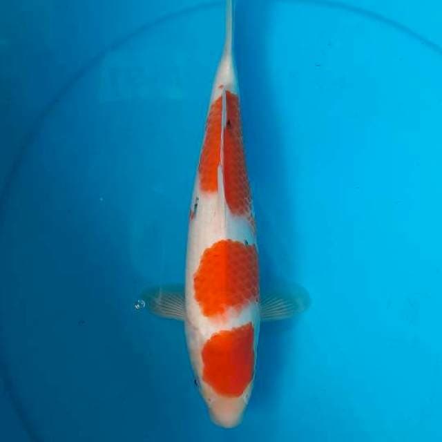 Sanke 31cm