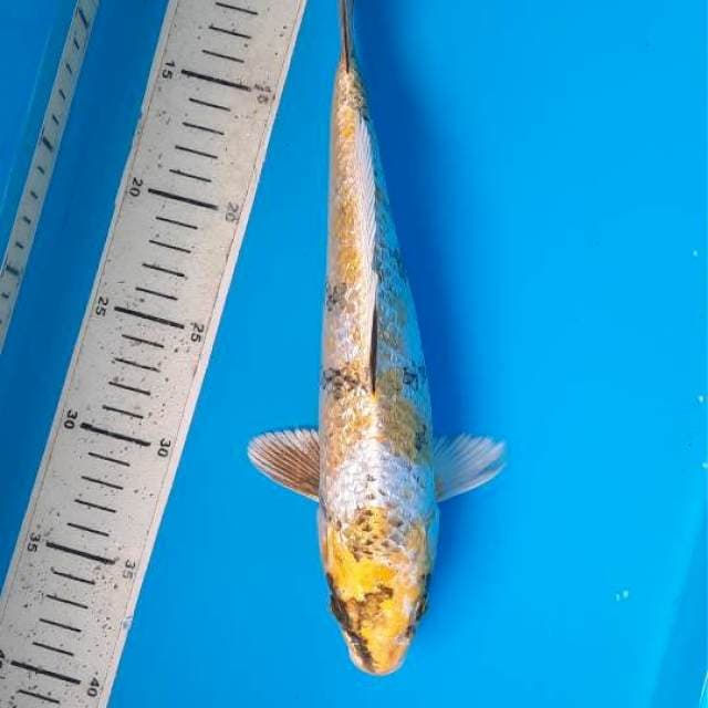 Kin showa 29cm
