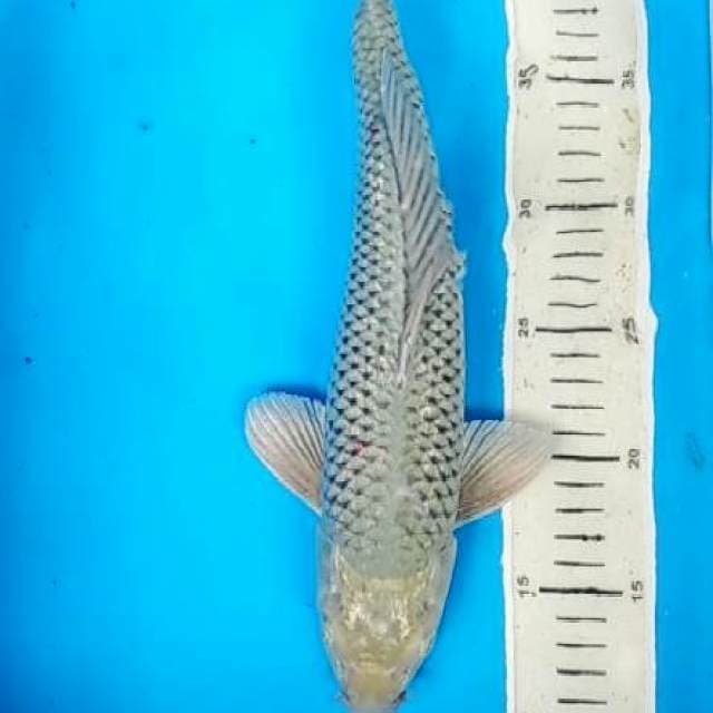 suragoi 36 cm