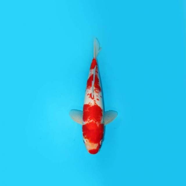 29CM - SAUCE SPLASH